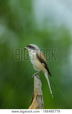 Bay-backed Shrike Bird Perching On A Branch