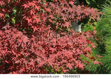 a fall season at Kyoto temple 2014