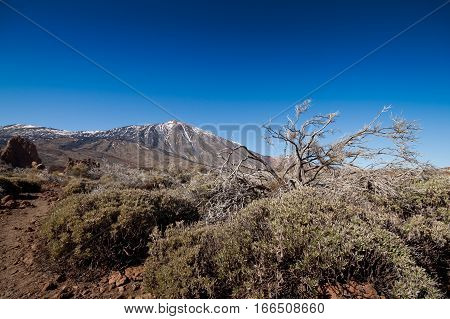 Natural Park Of Teide, Tenerife, Canary, Espana