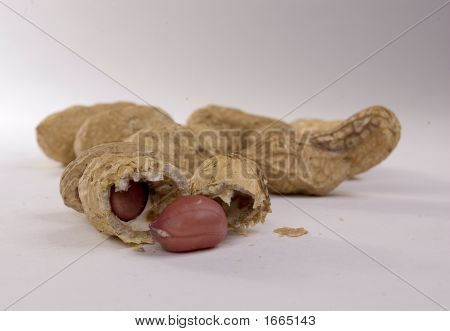 Erdnuss 