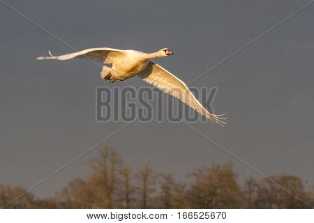 Mute Swan (Cygnus Olor) in flight in beautiful light