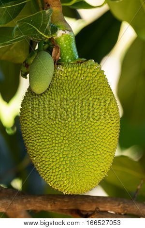 Jackfruit close up of tropical fruit on tree