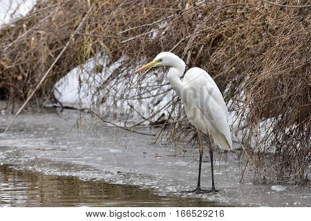 white great egret,Mlynsky nahon brook in Tovacov,Czech repoublic