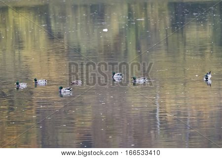 Nile geese in the Danube with shadowplay colorful water