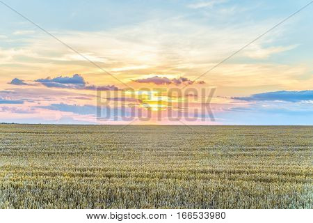 Bright colorful sunset over a field of ripe cereals. Rye field. Agriculture background.