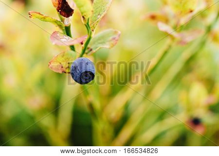 Beautiful Blueberry Bilberry On A Bush At Mountains, Close Up, Summer Wallpaper, Antioxidant Fruit