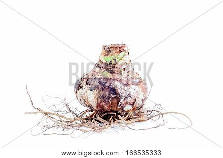 Big Bulb Amaryllis with Roots on white Background