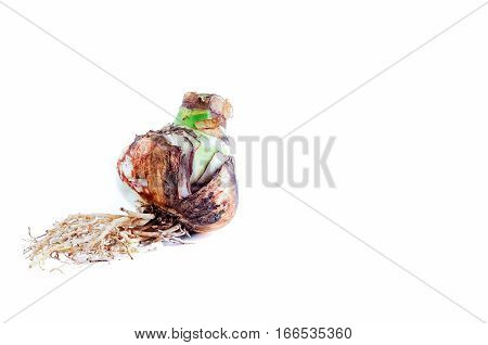 Big Bulb Amaryllis with Roots on white Background