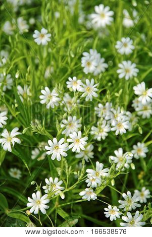 small white flowers in the green meadow
