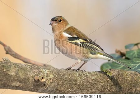 Common Chaffinch (Fringilla coelebs) usually known simply as the chaffinch is a common and widespread small passerine bird in the finch family