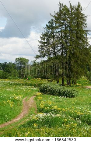 Landscape with a road across a field field flowers and larch trees