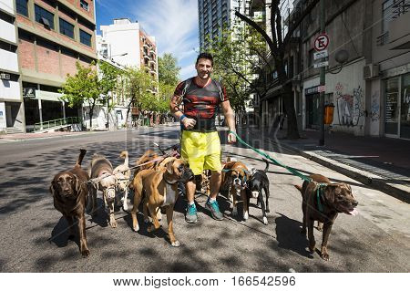 Buenos Aires Argentina - October 8 2013: Dog walker (Pasea Peros) with a pack of dogs in a street of the San Telmo neighborhood in the city of Buenos Aires Argentina.
