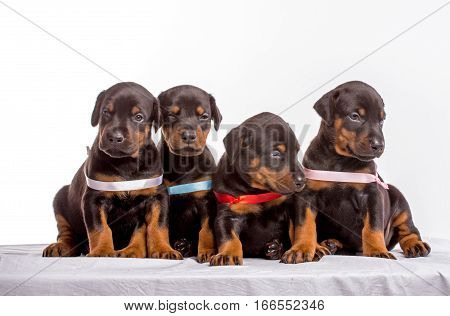 Group Of Dobermann Puppies isolated on white background