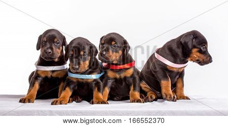 Group Of Dobermann Puppies isolated on white background