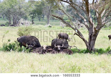Herd of buffalo in the shade of a tree in the savanna of West Tsavo Park in Kenya