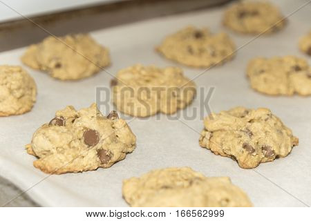Fresh baked chocolate chip cookies fresh out of the oven on a baking tray