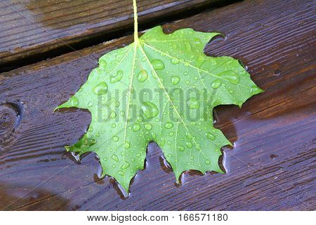 Green maple leaf fallen on wooden deck into rain puddle spring
