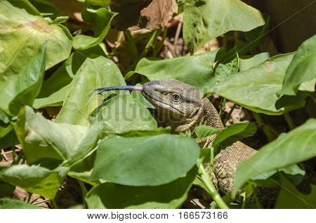Lizard (presumably Angolan white-throated monitor (Varanus albigularis angolensis)) showing its forked pink and bluish tongue. Damaraland Namibia.