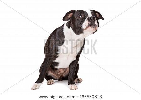 dog in front of a white background