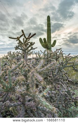 Saguaro and Buckhorn Cholla cacti stand against setting sun near Tucson Arizona