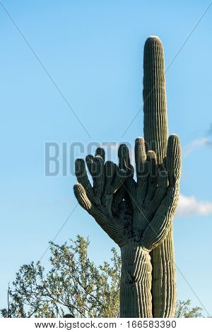 Rare Crested saguaro cactus plant shaped like baseball pitcher glove in National Park West near Tucson Arizona