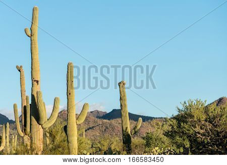 Rare Crested saguaro cactus plant in National Park West near Tucson Arizona