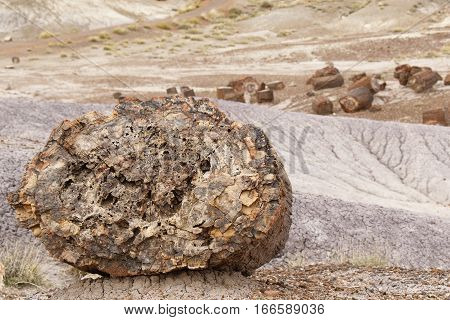 Fossilized Tree Trunk In Arizona's Petrified Forest National Park