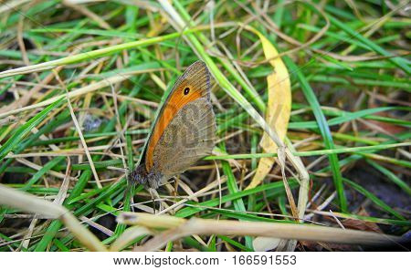 Butterfly Hyponephele lycaon,one species fauna forest-steppe zone