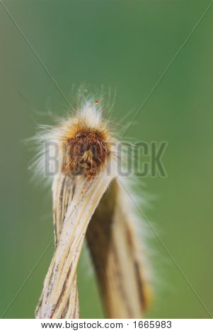 Pelosetta
