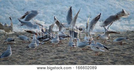 Seagulls at the Black Sea in a Frozy Winter Morning