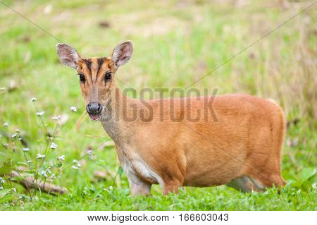 Barking deer in a field of grass Khao Yai National Park