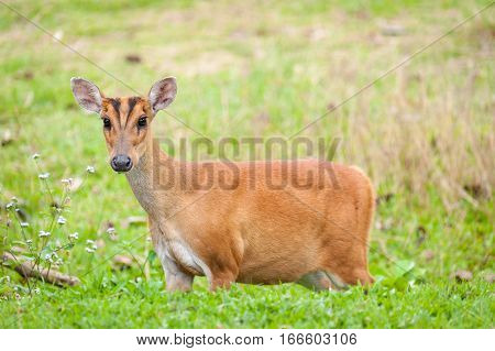 Barking deer in a field of grass Khao Yai National Park