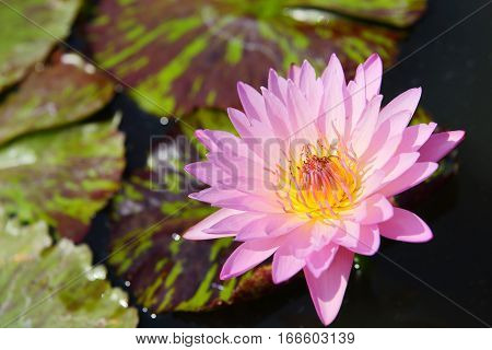 Sun lotus porn