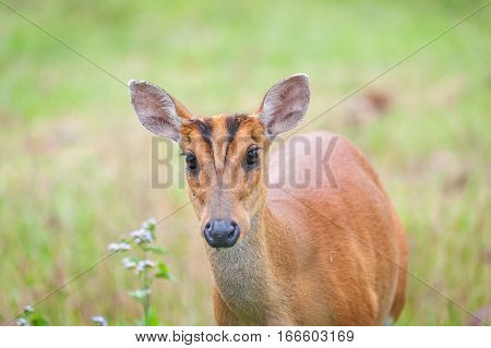 Barking deer in a field of grass Khao Yai National Park