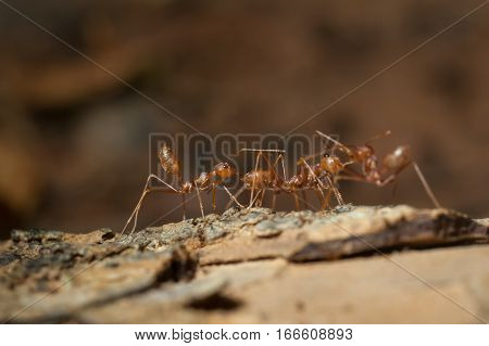 closed up : Red ant working on tree in the garden