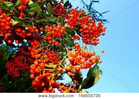 Red rowan berry with blue sky in background.