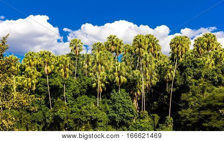 Toddy or Sugar palm (Borassus flabellifer) with blue sky