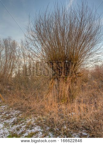Willow In The Nature Reserve