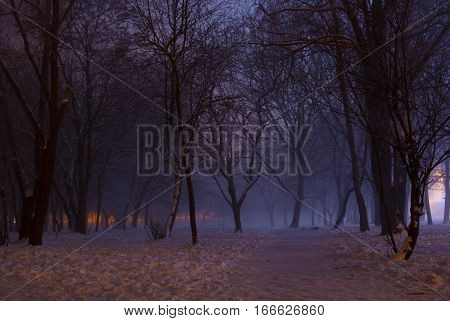 Foggy Winter Night In The Park