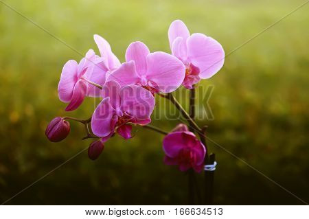 Beaitiful blooming purple orchid flower on summer nature background