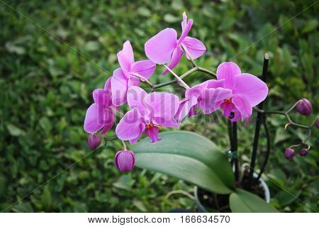 Beaitiful blooming purple orchid flower on summer nature background.