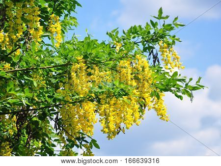 Common Laburnum (laburnum Anagyroides)