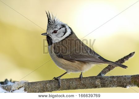 tiny european crested tit perched on twig in the garden ( Lophophanes cristatus )