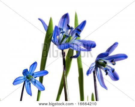 Fleurs bleus foncé