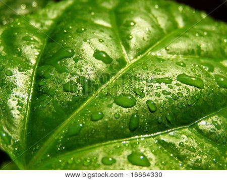 fond de feuille verte avec des gouttes de pluie