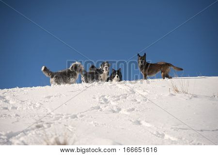 Dog pack playing on the mountain ridge: bearded collie, border collie, belgian sheepdog, pumi. Five dogs running on white snow on a beautiful sunny winter day with nice blue sky. They are doing footpath with their paws.