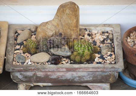 Cactus and succulents collection in small flowerpots