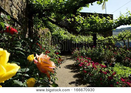 Rose Garden at Castle Rheinstein Germany on a sunny day.