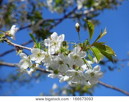 The cherry blossoms in spring this stunner. Delicate and fragile flowers fascinate you with their purity