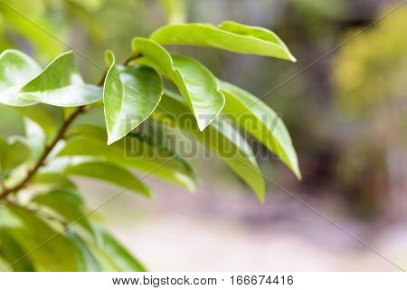 Soursop leaf or Soursop tree.herb for health and detoxcification and etc.